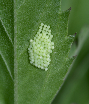 Phaon Crescent egg cluster